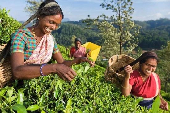 中國最好紅茶排名，中國最著名的十大紅茶