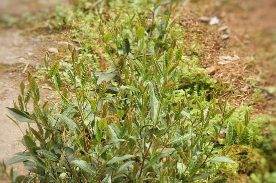 大紅袍四大品種有哪些，大紅袍的種類和著名品種特點(diǎn)介紹