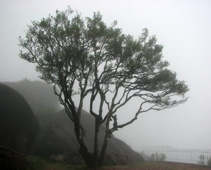 宋種一號(hào)價(jià)值為什么高，鳳凰單樅宋種1號(hào)價(jià)格與產(chǎn)量多少？