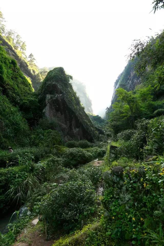 武夷山為什么盛產(chǎn)茶葉，武夷山茶為什么好喝？