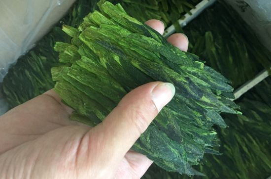 什么綠茶味道濃香，那個綠茶比較濃香？