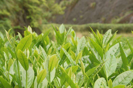 潮安鳳凰單叢十大名樅是什么，烏崠十大古樹名香品種介紹