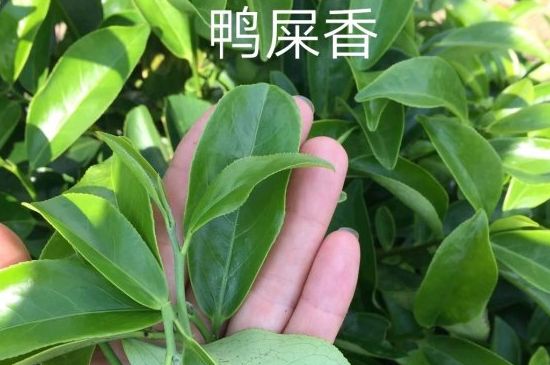 鴨屎香和大烏葉是同一種茶葉嗎，單叢大烏葉和鴨屎香有什么區(qū)別？