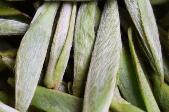 荒野銀針有什么特點，荒野銀針的味道口感咋樣？