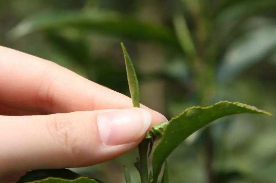 哪種金駿眉好，什么樣的金駿眉比較好