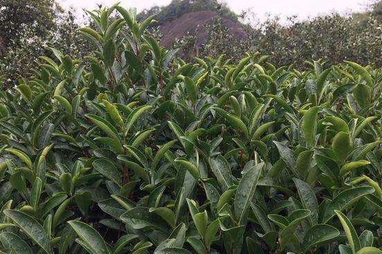 馬頭巖肉桂是大紅袍嗎，大紅袍肉桂屬于什么茶？