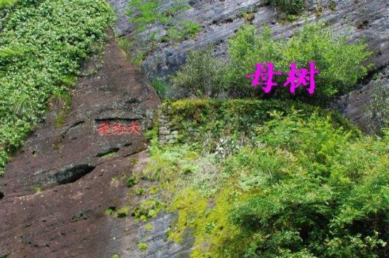 大紅袍拼配什么意思，大紅袍用什么茶拼配的