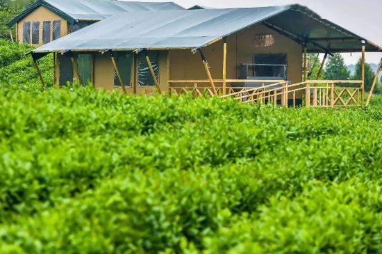 金壇雀舌算不算好茶，金壇雀舌屬于什么檔次茶葉？