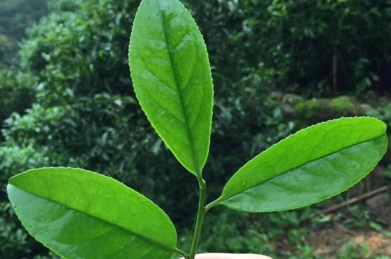 鋸朵仔跟鴨屎香哪個貴，鋸朵子和鴨屎香哪個好喝？