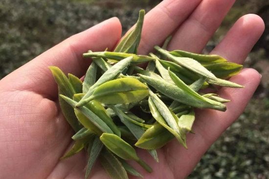 福建什么茶葉最出名，福建名茶有哪些？