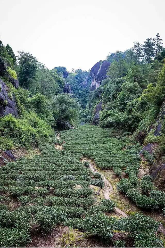 武夷山為什么盛產(chǎn)茶葉，武夷山茶為什么好喝？