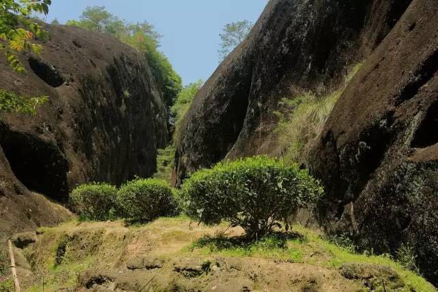 武夷山為什么盛產(chǎn)茶葉，武夷山茶為什么好喝？