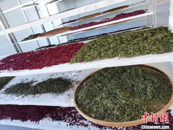 圖為王玲玲收購(gòu)的各種山茶?！⊥貘Q遠(yuǎn) 攝